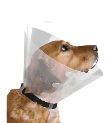 Collar isabelino para mascotas recuperación